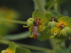 Tryphoninae