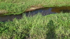 Urochloa mutica