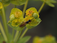 Tryphoninae