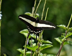 Heraclides hectorides