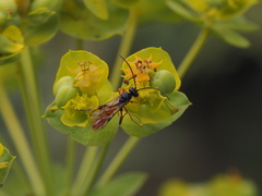 Tryphoninae