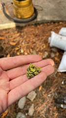 Vulpicida canadensis