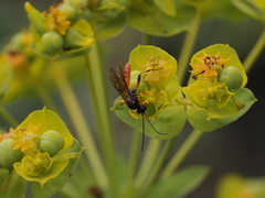 Tryphoninae