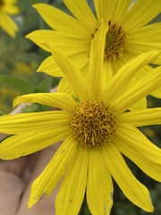 Helianthus giganteus