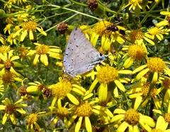 Pseudolycaena marsyas