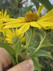 Helianthus giganteus