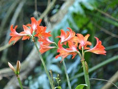 Hippeastrum petiolatum