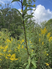 Helianthus giganteus