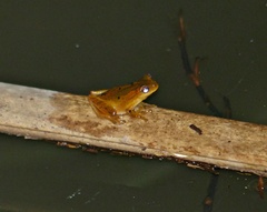 Dendropsophus