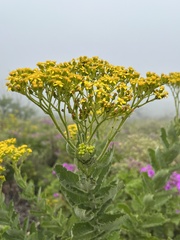 Senecio halimifolius