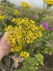 Senecio halimifolius