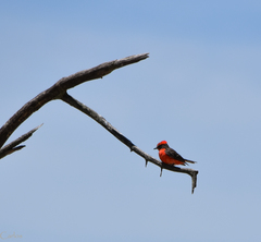 Pyrocephalus rubinus mexicanus