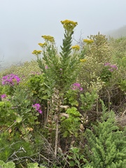 Senecio halimifolius