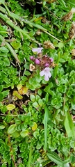Thymus praecox