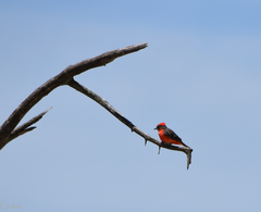 Pyrocephalus rubinus mexicanus