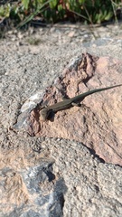 Podarcis hispanicus