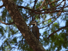 Chloropicus namaquus