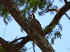 Chloropicus namaquus