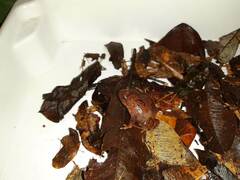 Cycloramphus carvalhoi