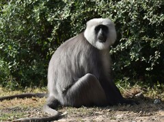 Semnopithecus schistaceus