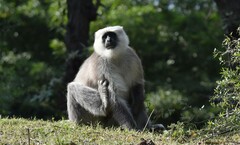 Semnopithecus schistaceus