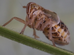 Dicranotropis hamata