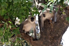 Semnopithecus schistaceus