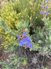 Lobostemon fruticosus