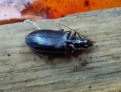 Platynina
