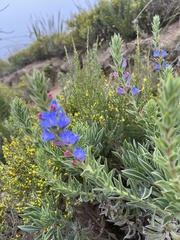 Lobostemon fruticosus