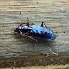 Platynina