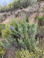 Lobostemon fruticosus