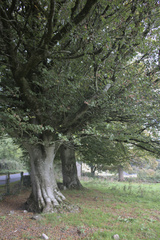 Fagus sylvatica