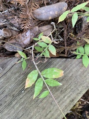 Oplismenus hirtellus