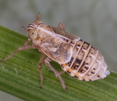 Dicranotropis hamata