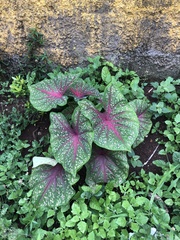 Caladium bicolor