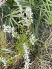 Eupatorium leptophyllum