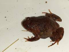 Cycloramphus carvalhoi