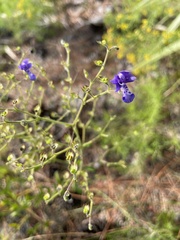 Trichostema setaceum