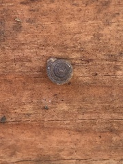 Polygyra