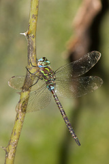 Rhionaeschna psilus