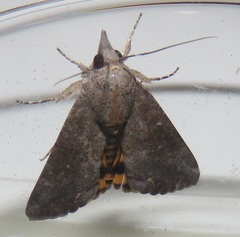 Hypocala deflorata