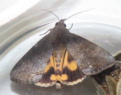 Hypocala deflorata