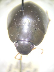 Hydrochara