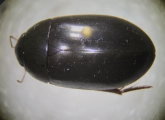 Hydrochara