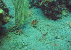 Eques lanceolatus
