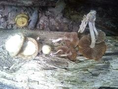 Kuehneromyces marginellus