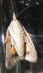 Hypocala deflorata