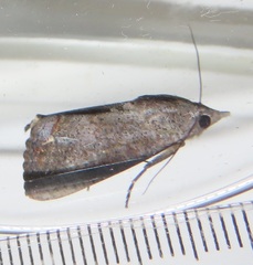 Hypocala deflorata