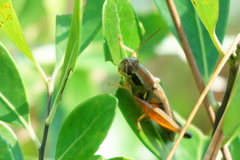 Paroxya atlantica